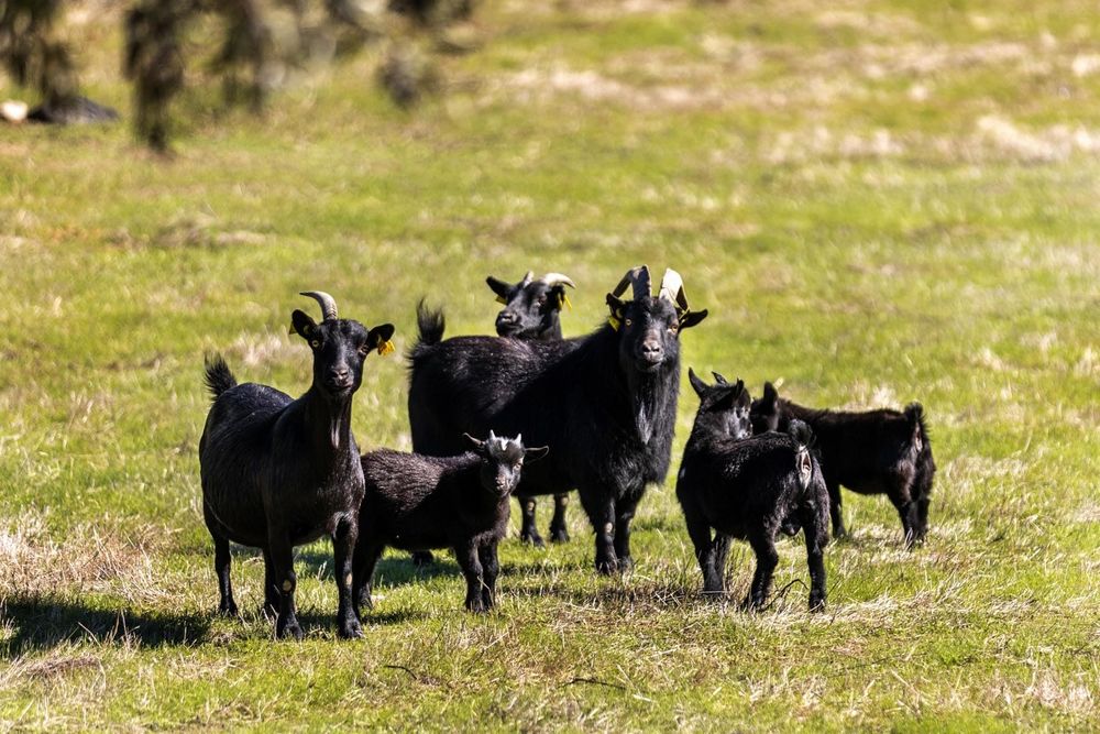 Cabrito macho  anão