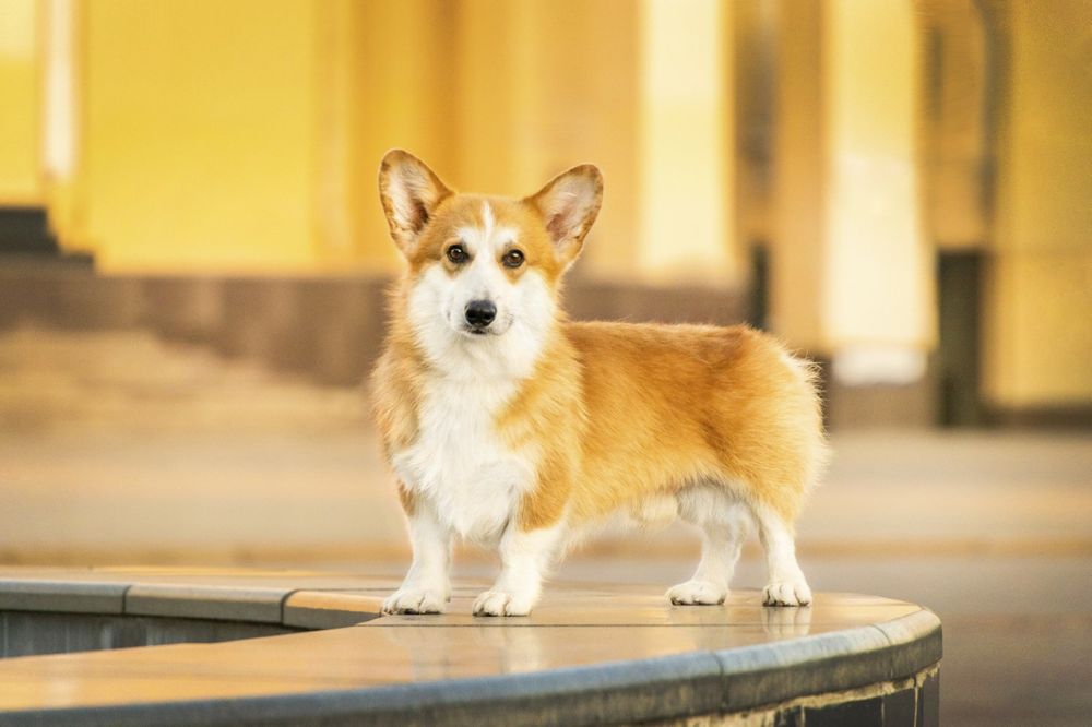 В'язка Вельш Коргі Пемброк