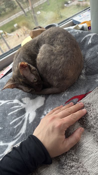 Девонрекс дівчинка шукає хлопця для вязки