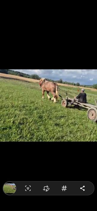Ogier zimnokrwisty z pochodzeniem