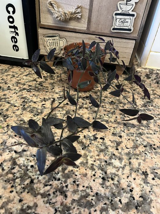 Plantas disponíveis para venda