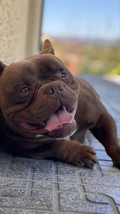 American bully pocket