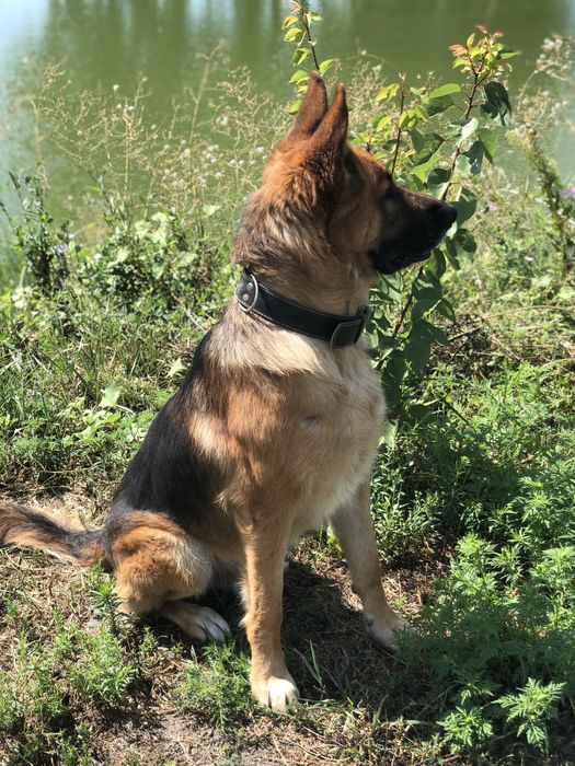 Вязка німецької вівчарки кобель