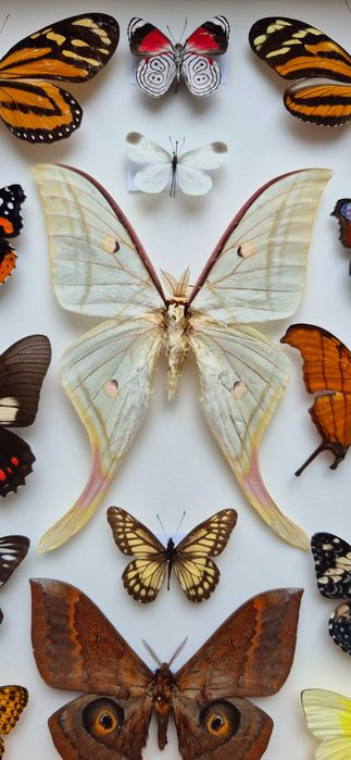 Gablotka motyle Actias selene Marpesia Heliconius i inne na ścianę