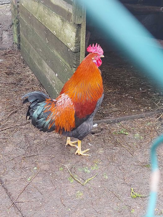 Młode koguty, mix araukan, tęczanka, australorp