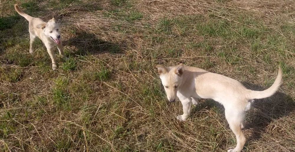 Цуценята готові дарувати радість, але потребують домівку й добрих господарів