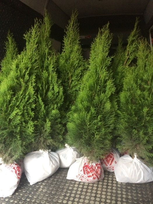 Туя Туї Смарагд 1