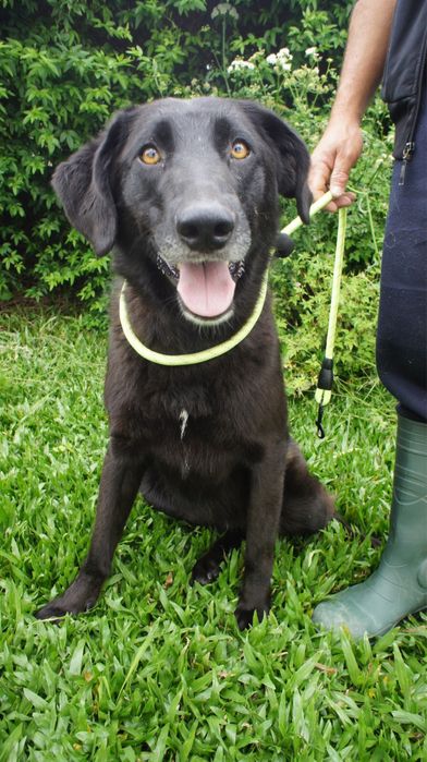 Kyara - cadela jovem para adocao