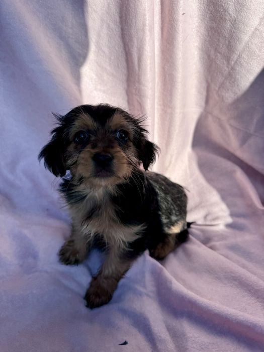 Menina - 2.5 meses, xYorkshire (5kg)