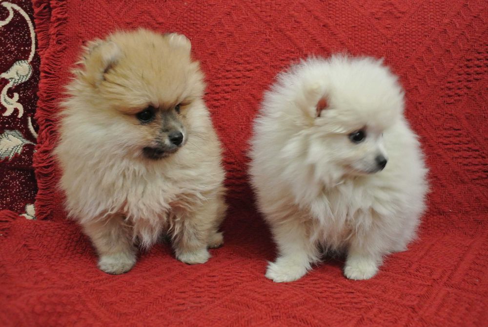 Szpic miniaturowy-pomeranian