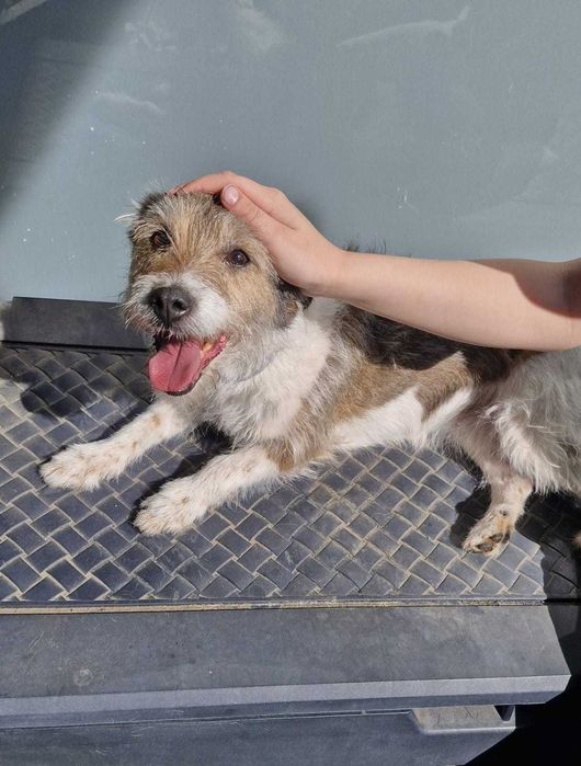 Daisy czeka na swój dom