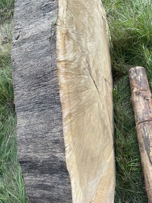 Plastry Dębowe 100cm