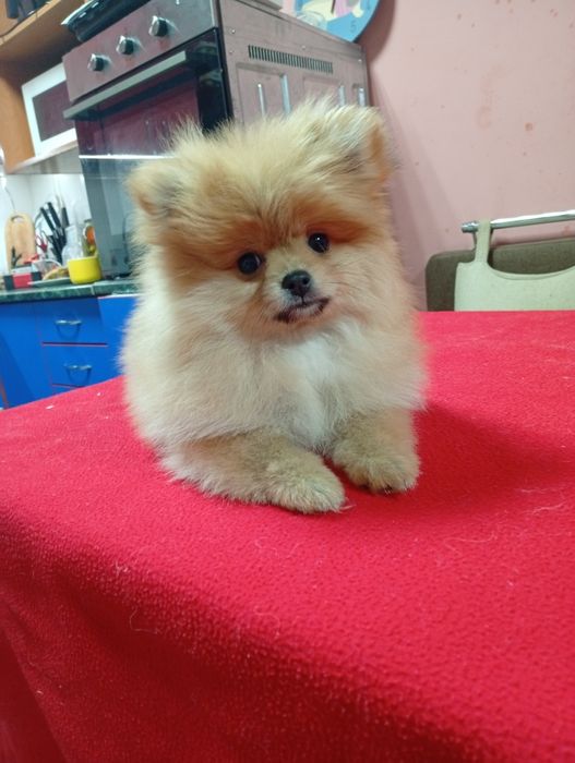 Гарненькі дітки померанського шпіца