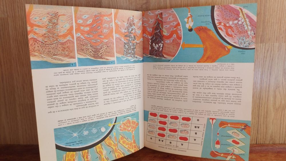 As Maravilhas do Corpo Humano o que é e como funciona