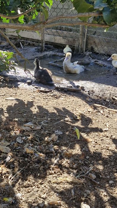 Patos mudos e garnizos
