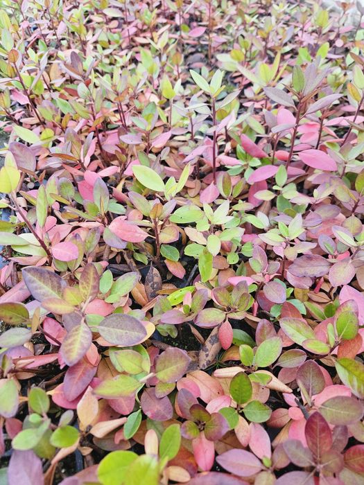 Różanecznik, Rhododendron  P.J.M. Elite - multiplata