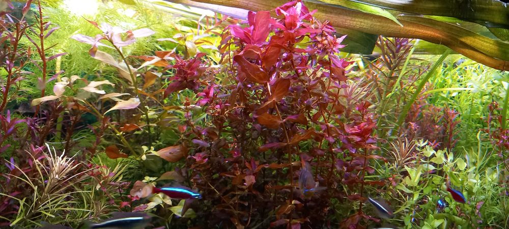 Rotala macrandra-możliwe zestawy