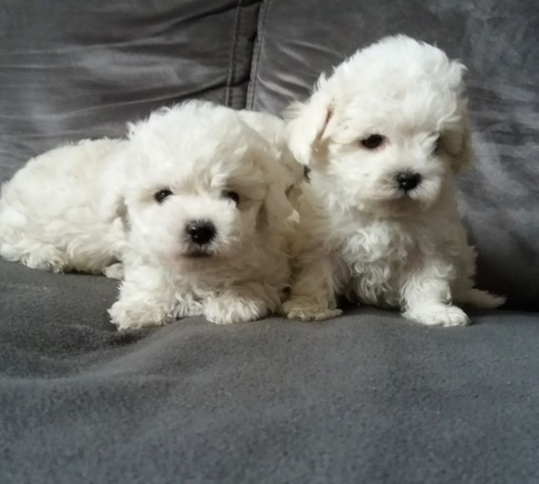 Кучеряві бішончики на подушку