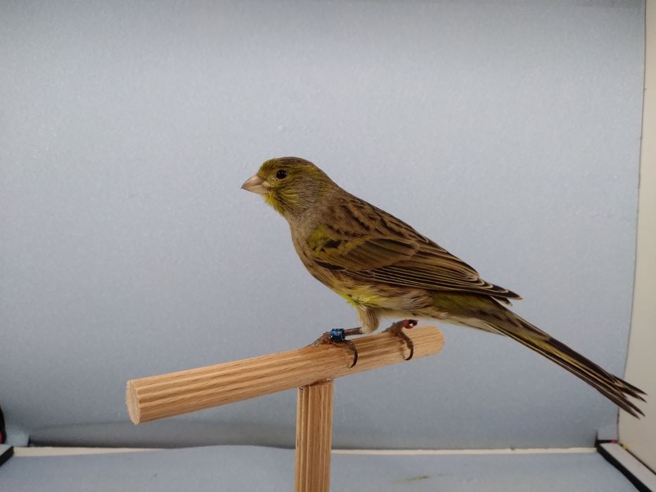 Kanarki Tymbrador Mini Border2025r