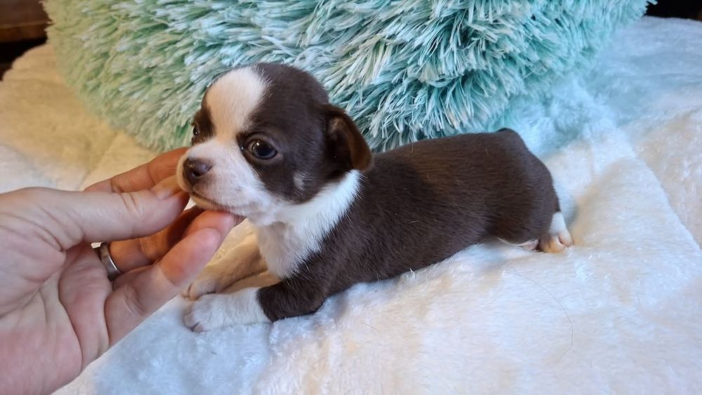 Śliczny piesek Chihuahua czekoladowo biały. REZERWACJA