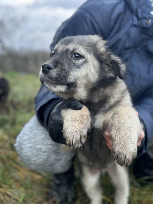 Віддам гарних, щеплених цуценят