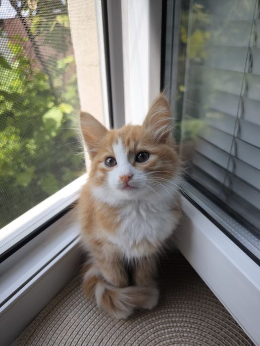 Руда кішечка. Котики. Кошеня. Руде кошеня
