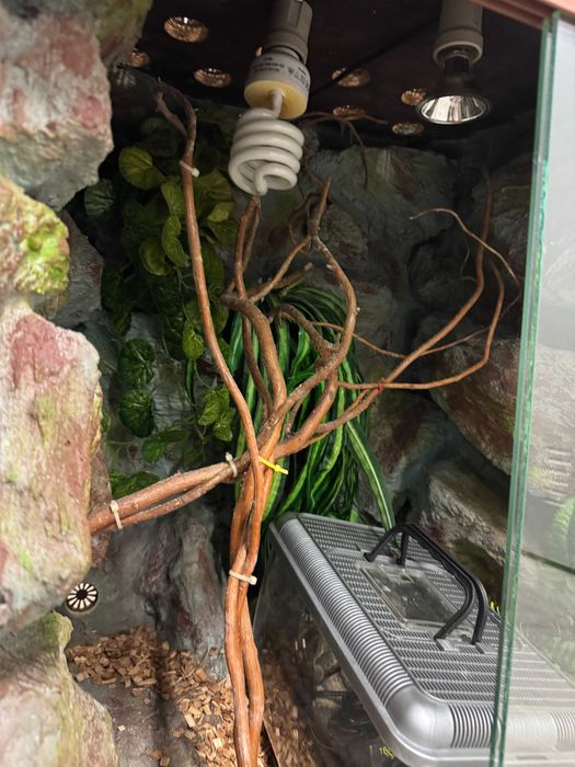 Terrarium dla kameleona