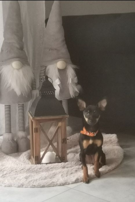 Rezerwacja maluchy Pinczerek miniaturowy