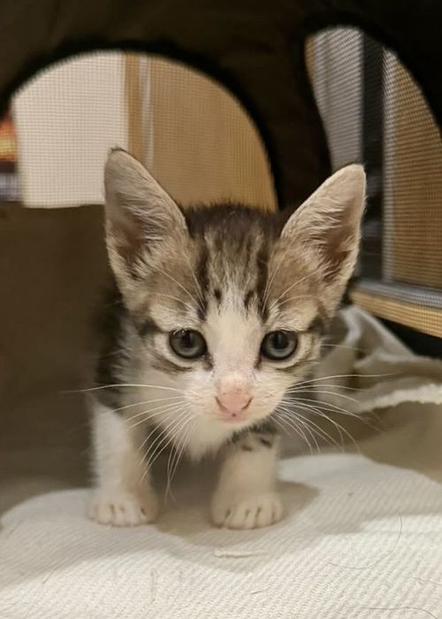 Gatinha bebé para adoção responsável