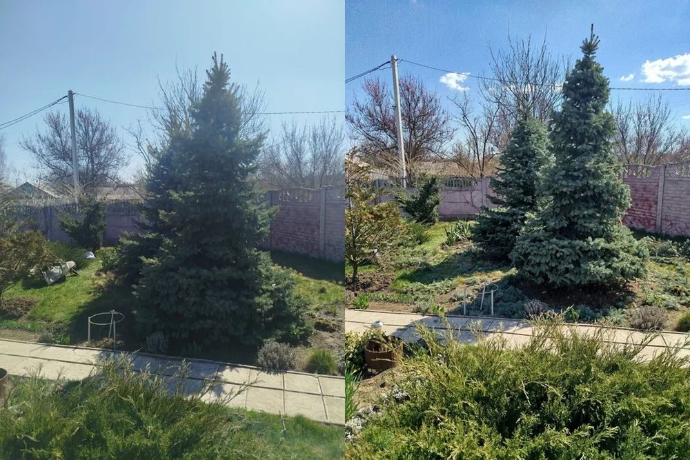 Догляд за хвойними та декоративних рослинами.