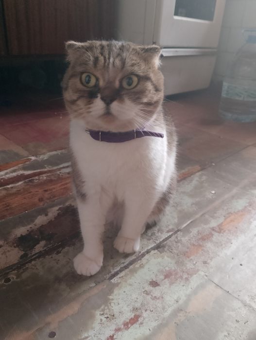 Віддам кішку в добрі руки. Дуже охайна та розумна кішка. Любе дітей.