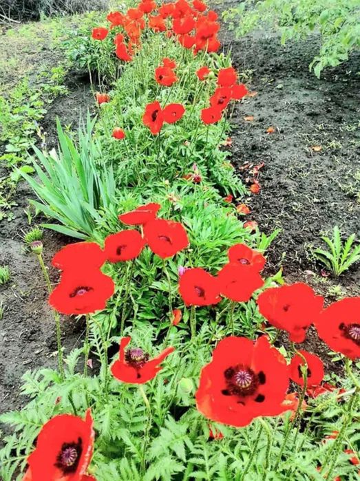 Продам добротний та міцний будинок в місті Бобринець.