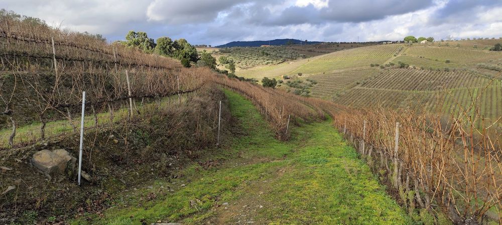 Terreno com vinha - Favaios / Douro