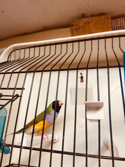 Diamante gould de 2025