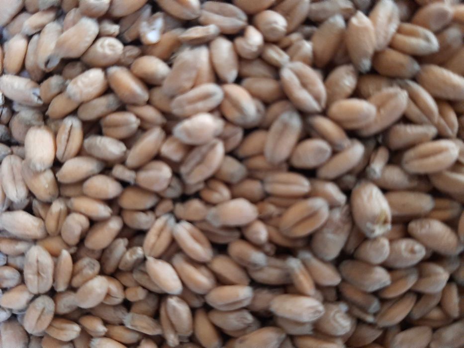 Pszenica,Kukurydza,Jęczmień,Owies