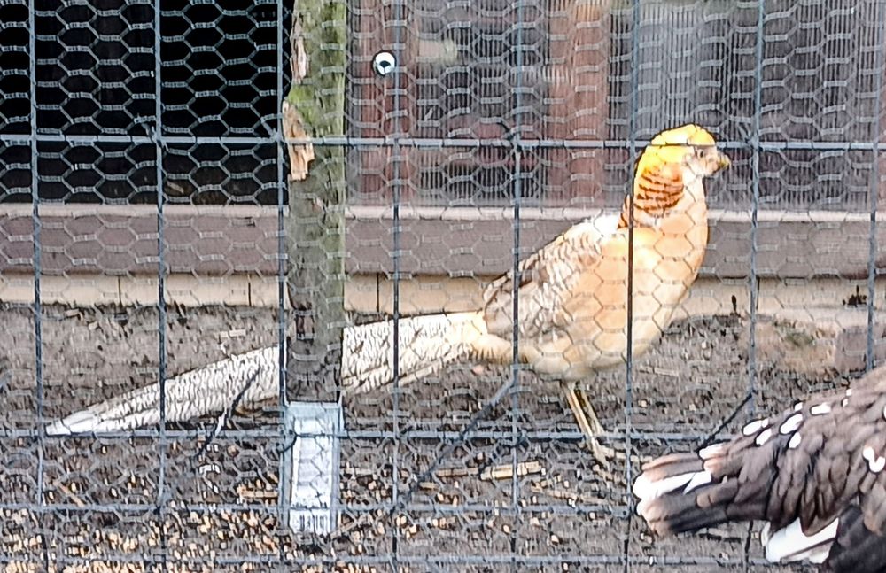 Bażant bananowy.