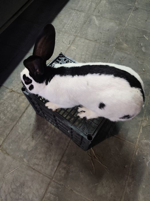 Samiec Srokacz Niemiecki