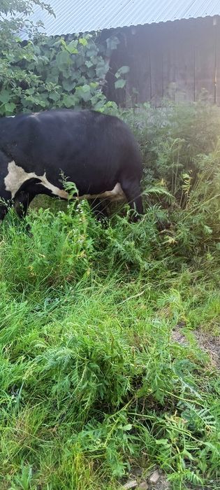 Sprzedam krowe i jałówkę
