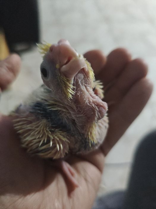 Caturras bebés criar a mão