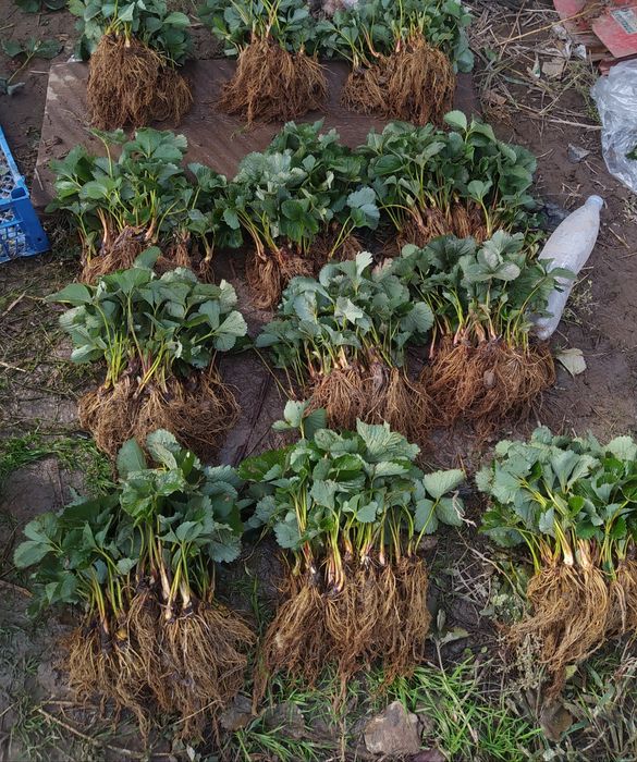 Саджанці полуниці