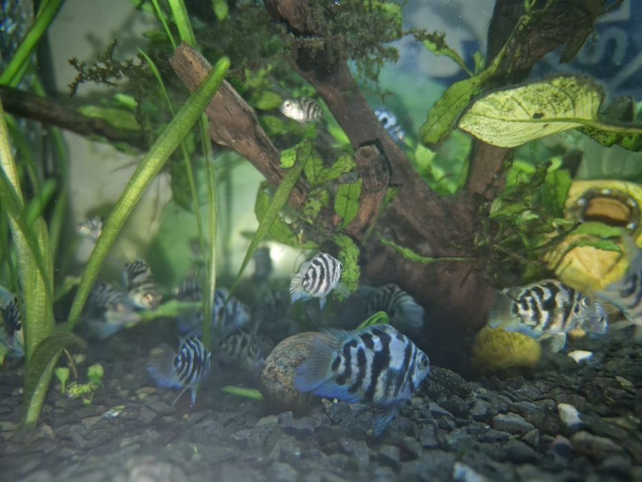 Растения  улитки мальки