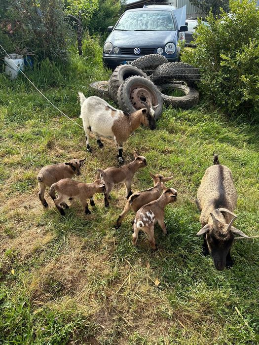 Cabras e bodes anas