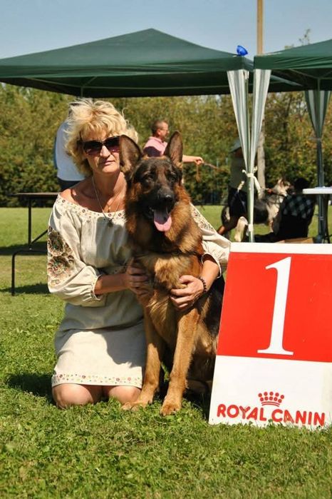 Професійне виховання та дресирування собак