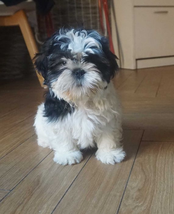 biało-czarny piesek shih tzu