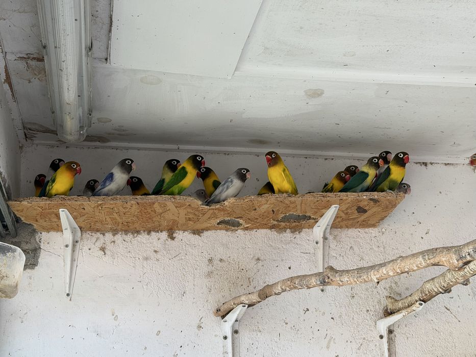 Agapornis Personatas
