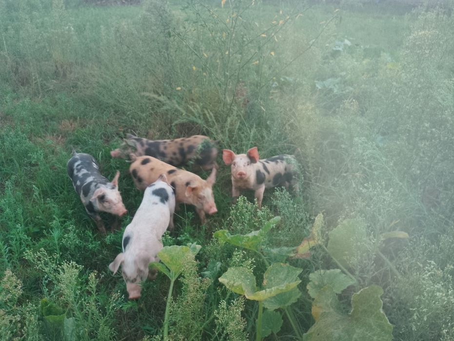 Leitões Duroc x Pietrain