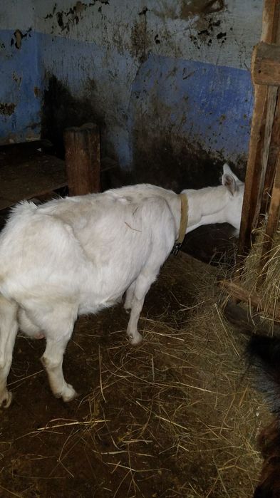 Продам козу криту нубійцем