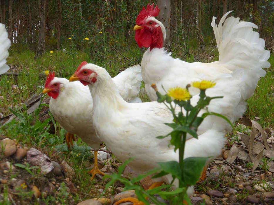Ovos fecundados e pintos Pedrês, Preta Amarela, Branca BIO certificado