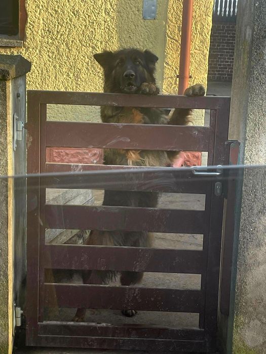 Oddam owczarka niemieckiego