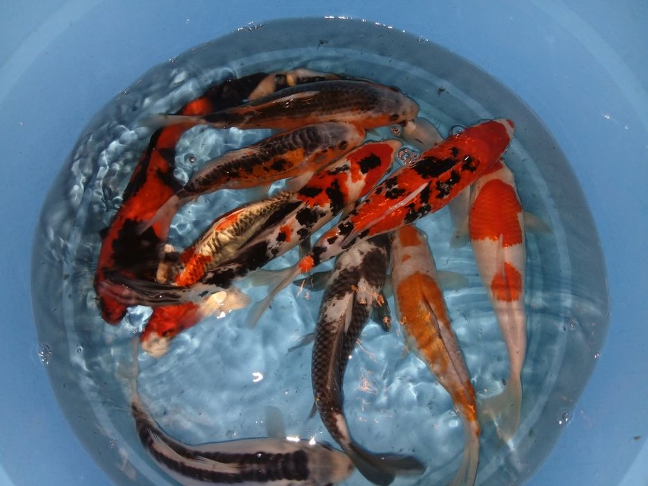 Carpas koi selecção premium